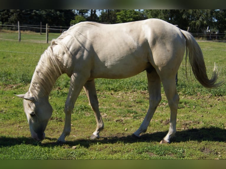 American Quarter Horse Gelding 2 years 15 hh Palomino in Treuenbrietzen