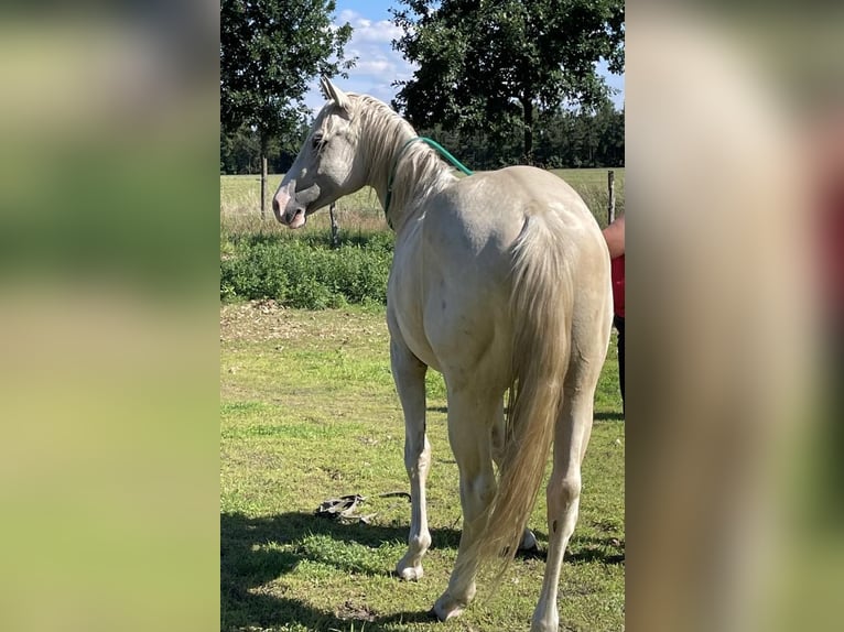 American Quarter Horse Gelding 2 years 15 hh Palomino in Treuenbrietzen