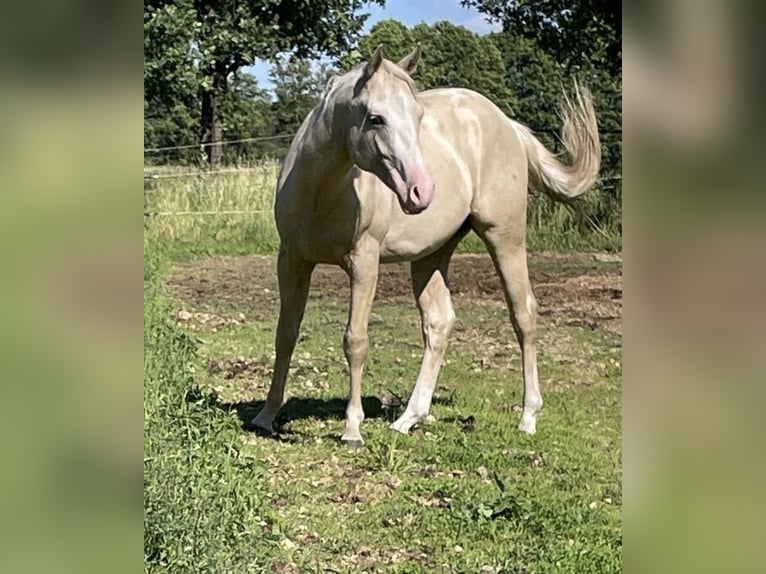 American Quarter Horse Gelding 2 years 15 hh Palomino in Treuenbrietzen