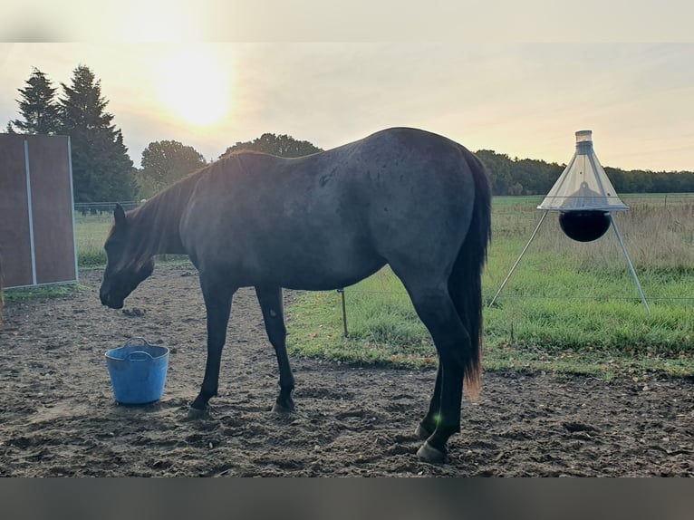American Quarter Horse Gelding 2 years 15 hh Roan-Blue in Zerbst