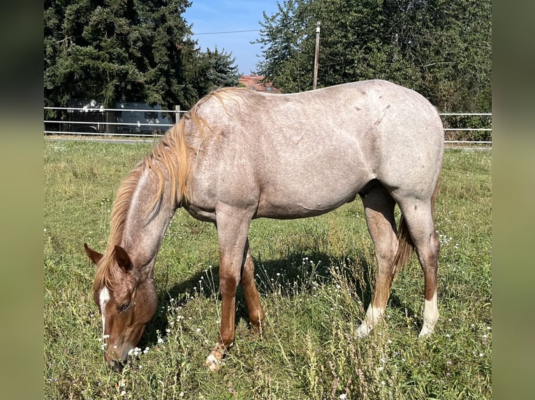 American Quarter Horse Gelding 2 years 15 hh Roan-Red in Stahnsdorf