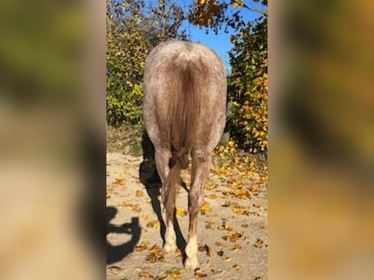 American Quarter Horse Gelding 2 years 15 hh Roan-Red in Stahnsdorf