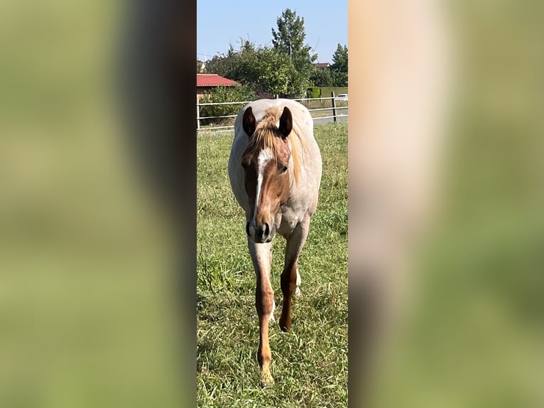 American Quarter Horse Gelding 2 years 15 hh Roan-Red in Stahnsdorf