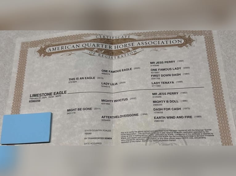 American Quarter Horse Gelding 2 years 15 hh Sorrel in Perrin