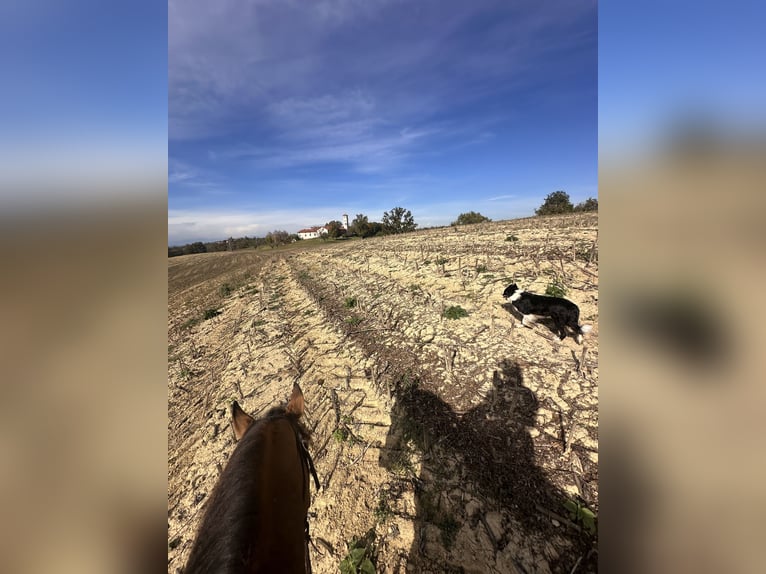 American Quarter Horse Gelding 2 years 15 hh in Cortazzone