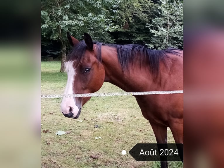 American Quarter Horse Gelding 2 years 15,1 hh Brown in Lonlay l'Abbaye