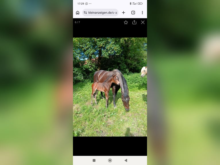 American Quarter Horse Mix Gelding 2 years 15,1 hh Smoky-Black in Pfronten