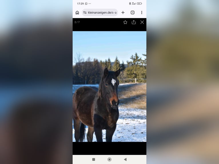 American Quarter Horse Mix Gelding 2 years 15,1 hh Smoky-Black in Pfronten