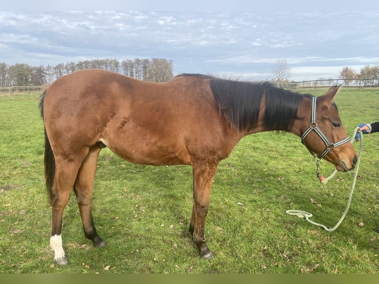 American Quarter Horse Gelding 2 years 15,2 hh Brown in Scheeßel