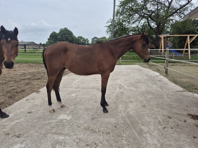 American Quarter Horse Gelding 2 years 15,2 hh Brown in Bassum