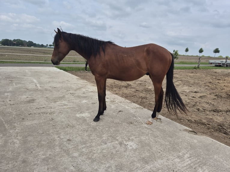 American Quarter Horse Gelding 2 years 15,2 hh Brown in Bassum