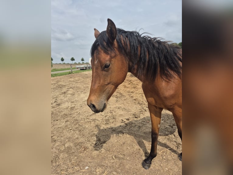 American Quarter Horse Gelding 2 years 15,2 hh Brown in Bassum