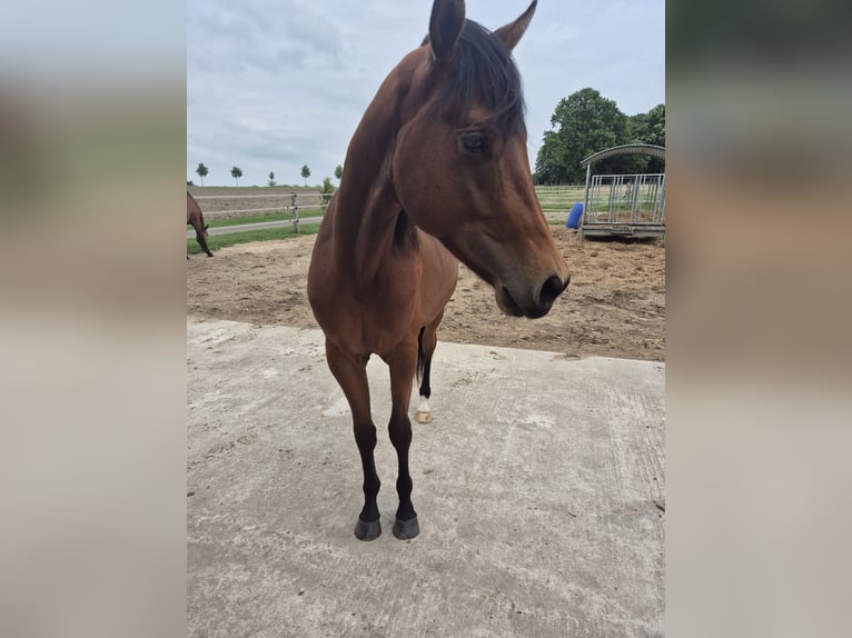 American Quarter Horse Gelding 2 years 15,2 hh Brown in Bassum