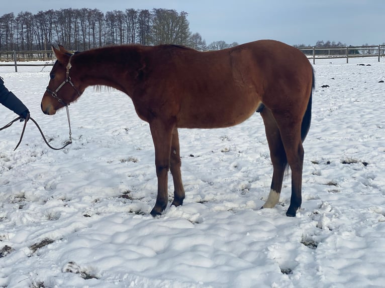 American Quarter Horse Gelding 2 years 15,2 hh Brown in Scheeßel