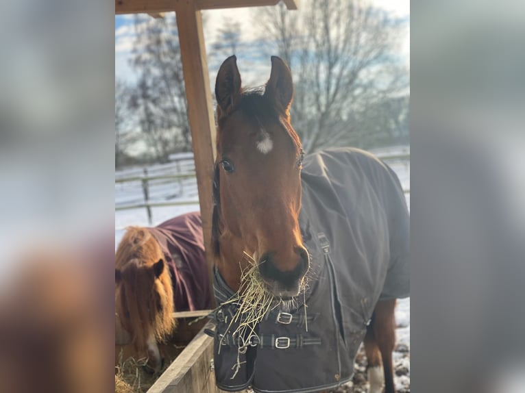 American Quarter Horse Gelding 2 years 15,2 hh Brown in Scheeßel