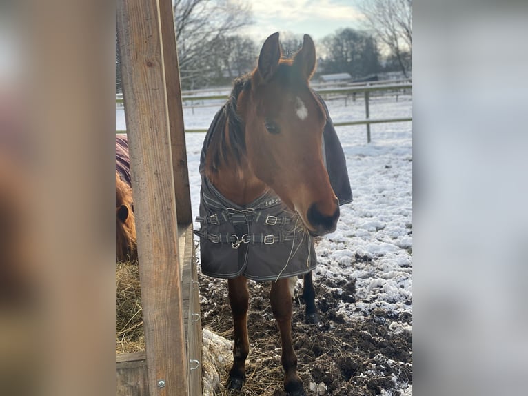 American Quarter Horse Gelding 2 years 15,2 hh Brown in Scheeßel