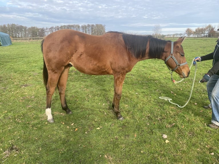 American Quarter Horse Gelding 2 years 15,2 hh Brown in Scheeßel