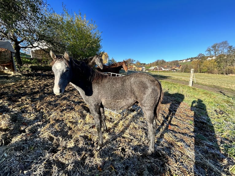 American Quarter Horse Gelding 2 years 15,2 hh Grey in Altenberg