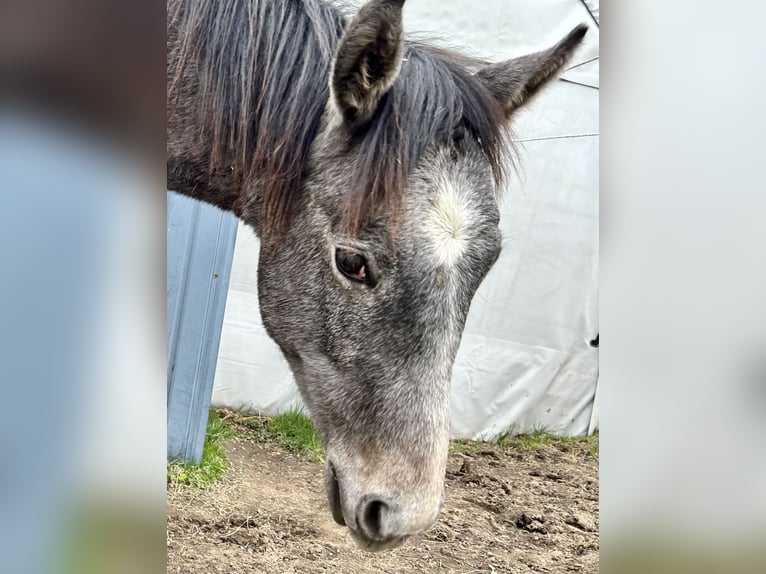 American Quarter Horse Gelding 2 years 15,2 hh Grey in Altenberg