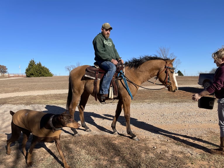 American Quarter Horse Mix Gelding 2 years 18 hh Dun in Purcell