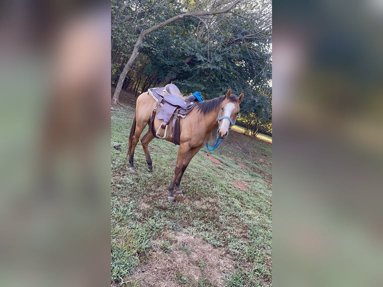 American Quarter Horse Mix Gelding 2 years 18 hh Dun in Purcell