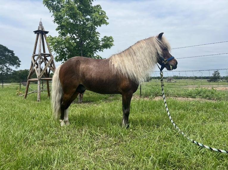 American Quarter Horse Gelding 2 years 9 hh Roan-Red in Fairfield TX
