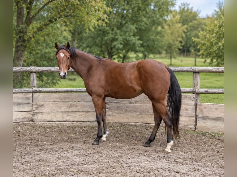 American Quarter Horse Gelding 2 years Brown in DietzenbachDietzenbach