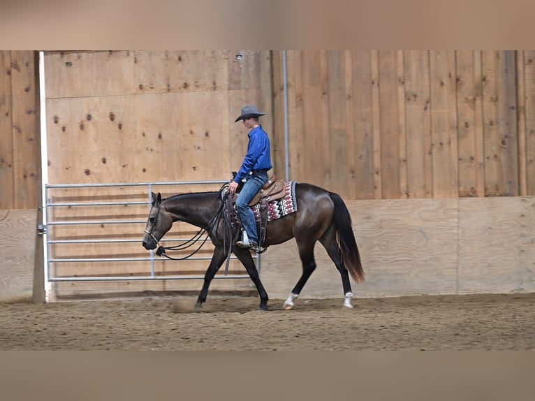 American Quarter Horse Gelding 2 years Buckskin in Millersburg