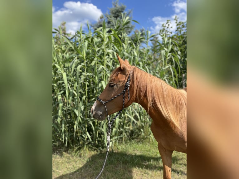 American Quarter Horse Gelding 2 years Chestnut in Piliscs&#xE9;v