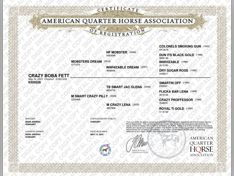 American Quarter Horse Gelding 2 years Chestnut in Piliscs&#xE9;v