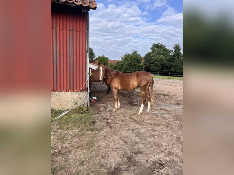 American Quarter Horse Gelding 2 years Chestnut-Red in Neustadt am R&#xFC;benberge