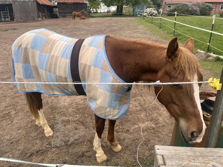 American Quarter Horse Gelding 2 years Chestnut-Red in Neustadt am R&#xFC;benberge