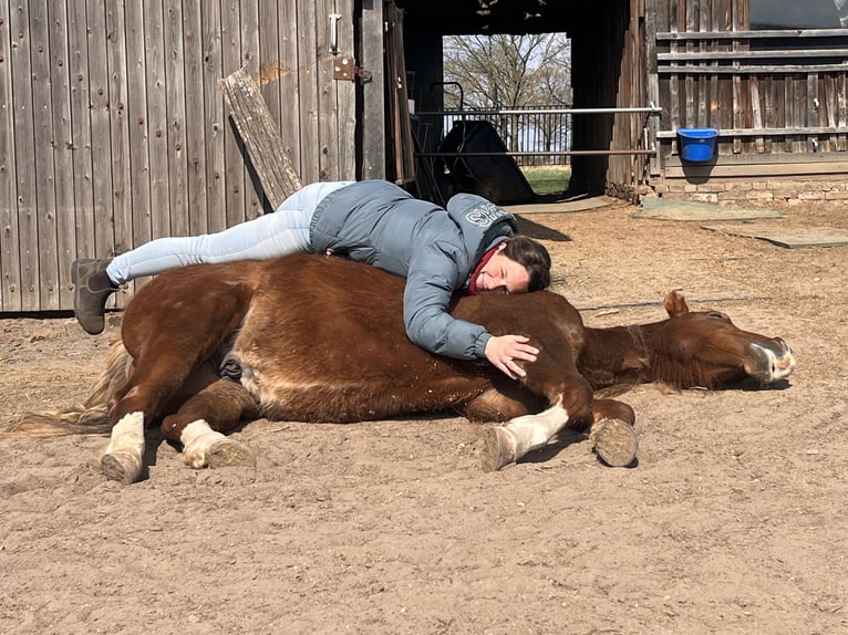 American Quarter Horse Gelding 2 years Chestnut-Red in Neustadt am R&#xFC;benberge