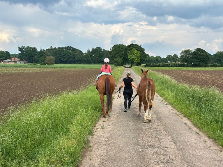 American Quarter Horse Gelding 2 years Chestnut-Red in Neustadt am R&#xFC;benberge