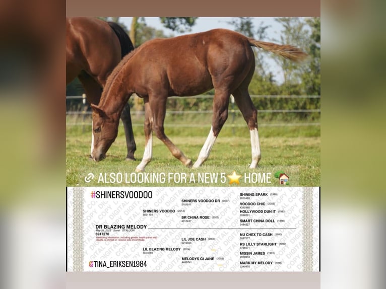 American Quarter Horse Gelding 2 years Chestnut-Red in Neustadt am R&#xFC;benberge