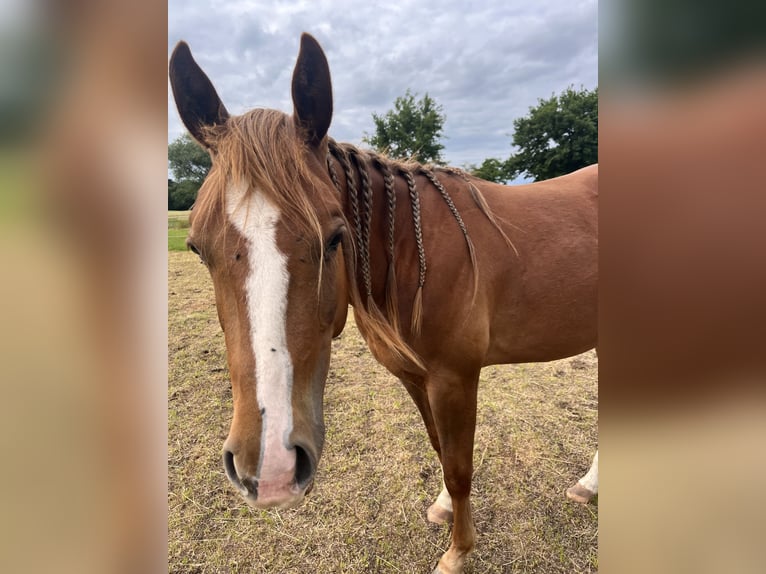 American Quarter Horse Gelding 2 years Chestnut-Red in Neustadt am R&#xFC;benberge