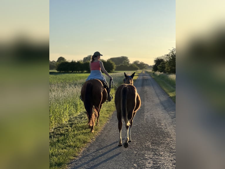 American Quarter Horse Gelding 2 years Chestnut-Red in Neustadt am R&#xFC;benberge