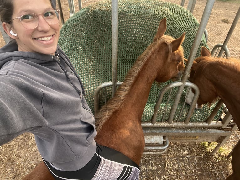 American Quarter Horse Gelding 2 years Chestnut-Red in Neustadt am R&#xFC;benberge
