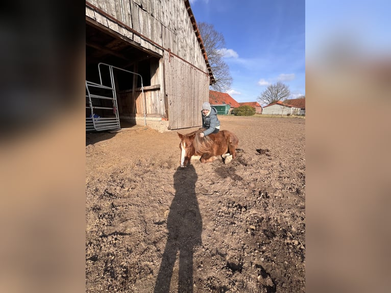 American Quarter Horse Gelding 2 years Chestnut-Red in Neustadt am R&#xFC;benberge