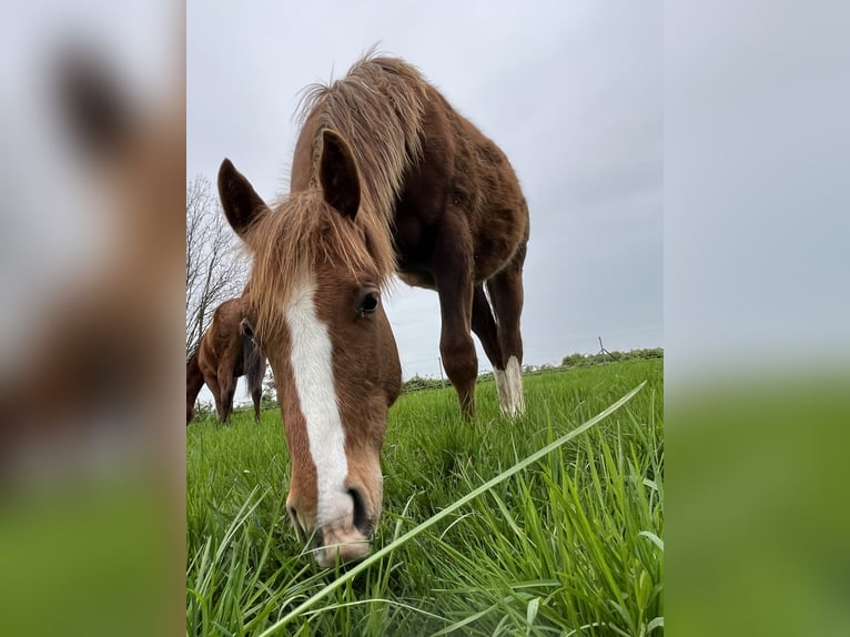 American Quarter Horse Gelding 2 years Chestnut-Red in Neustadt am R&#xFC;benberge