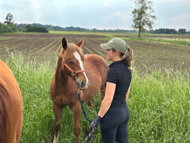 American Quarter Horse Gelding 2 years Chestnut-Red in Neustadt am R&#xFC;benberge