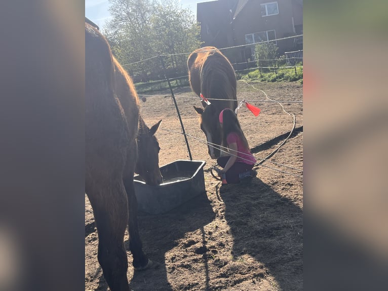American Quarter Horse Gelding 2 years Chestnut-Red in Neustadt am R&#xFC;benberge