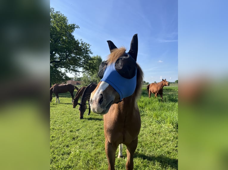 American Quarter Horse Gelding 2 years Chestnut-Red in Neustadt am R&#xFC;benberge