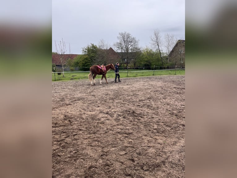 American Quarter Horse Gelding 2 years Chestnut-Red in Neustadt am R&#xFC;benberge