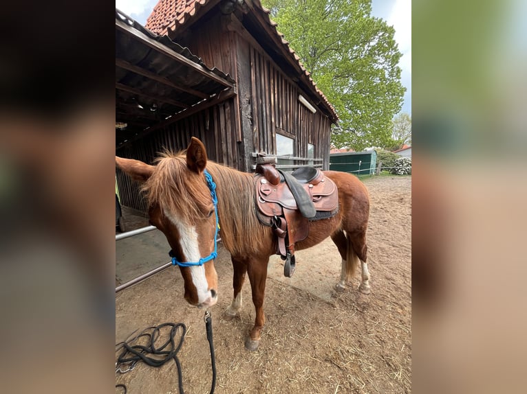 American Quarter Horse Gelding 2 years Chestnut-Red in Neustadt am R&#xFC;benberge