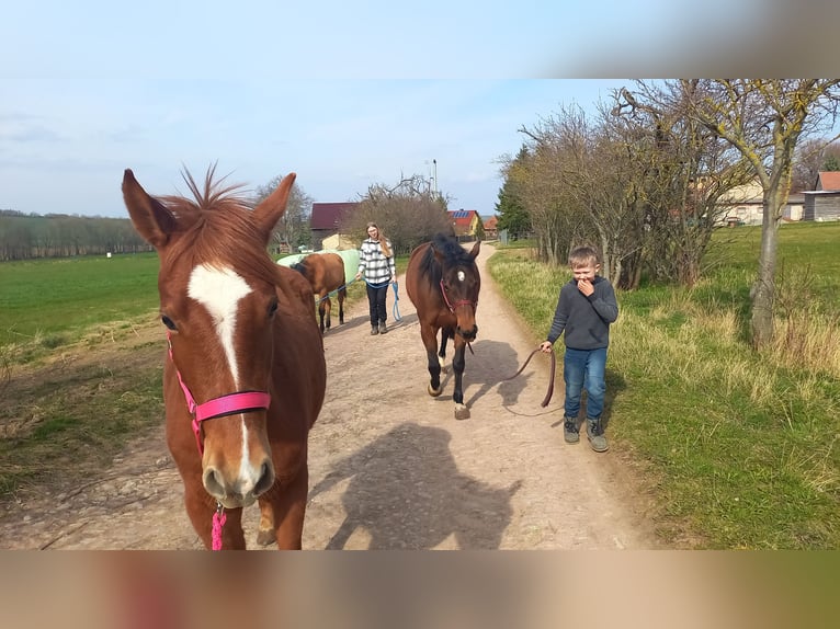 American Quarter Horse Gelding 2 years Chestnut-Red in Blankenhain