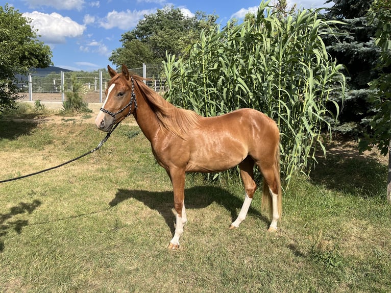 American Quarter Horse Gelding 2 years Chestnut in Piliscs&#xE9;v