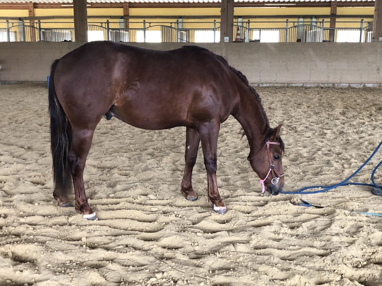 American Quarter Horse Gelding 2 years Chestnut in Laubach