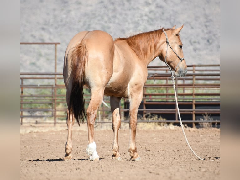 American Quarter Horse Gelding 2 years Dun in Congress