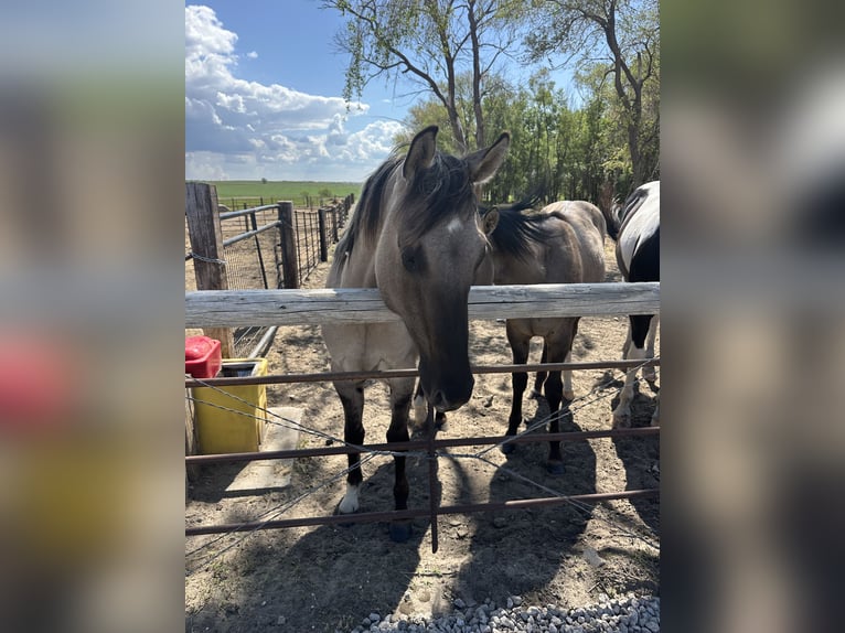 American Quarter Horse Gelding 2 years Grullo in Bismarck